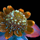 Illustration for article titled The Alien and Eerie Beauty of the Year's Best Microscopic Photos